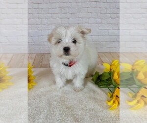 Maltese Puppy for sale in COTTONTOWN, TN, USA