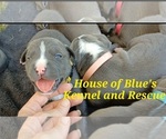 Small #4 American Pit Bull Terrier