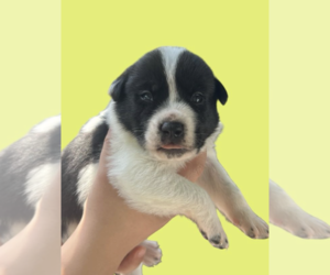 Mutt Dogs for adoption in Rockville, MD, USA