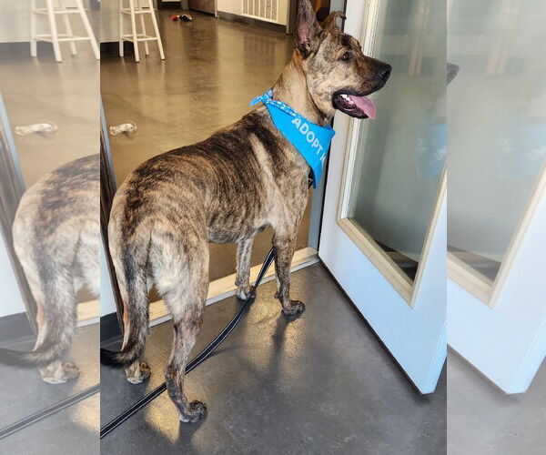 Medium Photo #3 German Shepherd Dog-Great Pyrenees Mix Puppy For Sale in Clinton, OK, USA