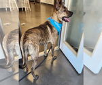 Small #2 German Shepherd Dog-Great Pyrenees Mix
