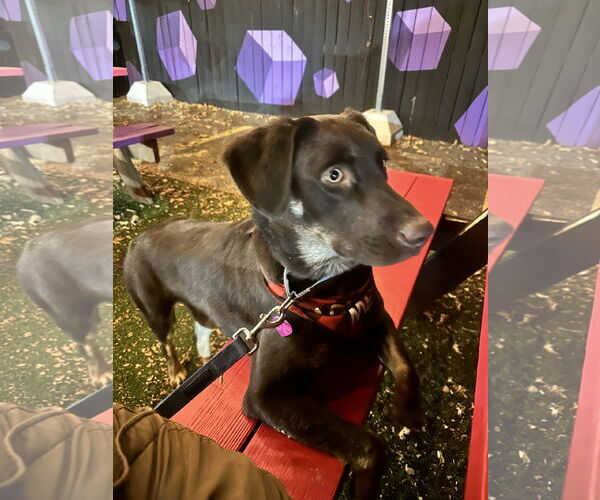 Medium Photo #3 Labrador Retriever-Unknown Mix Puppy For Sale in Aurora, CO, USA