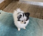 Small #3 Pomeranian