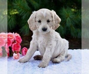 Cock-A-Poo Puppy for sale in CHRISTIANA, PA, USA