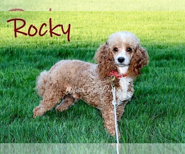 Medium Photo #1 Cavapoo Puppy For Sale in DENVER, PA, USA