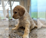Small Photo #3 Goldendoodle Puppy For Sale in BROOKS, OR, USA