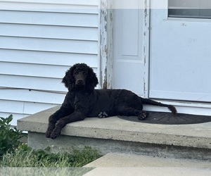 Poodle (Standard) Puppy for sale in DRY RIDGE, KY, USA
