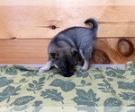 Small #5 Alaskan Klee Kai-Pomeranian Mix