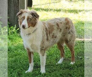 Mother of the Sheprador puppies born on 07/21/2025