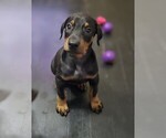 Small Doberman Pinscher
