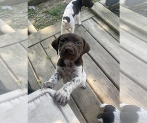 German Shorthaired Pointer Puppy for Sale in LEWISBURG, Ohio USA