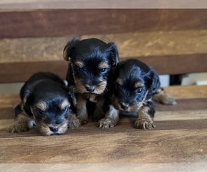 Yorkshire Terrier Puppy for sale in ARLINGTON, TN, USA