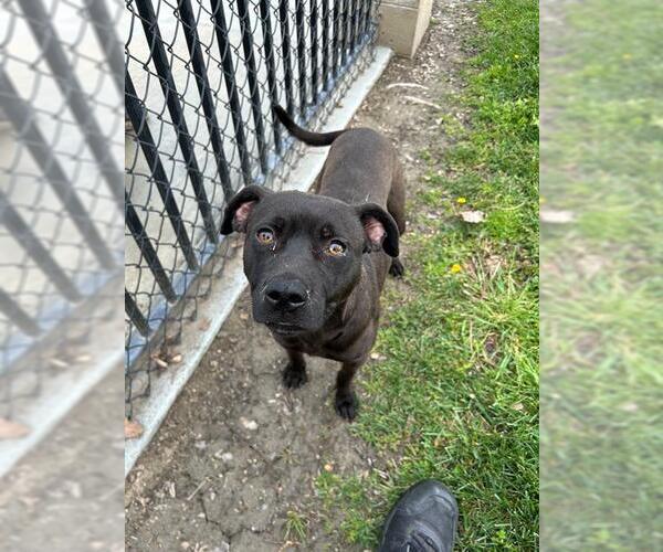 Medium Photo #2 Labrador Retriever-Unknown Mix Puppy For Sale in Riverside, CA, USA