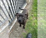 Small #1 Labrador Retriever Mix