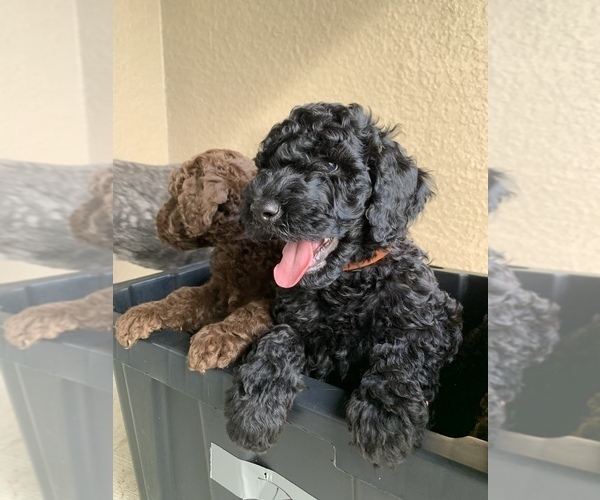 Medium Photo #19 Double Doodle Puppy For Sale in NORTH PORT, FL, USA