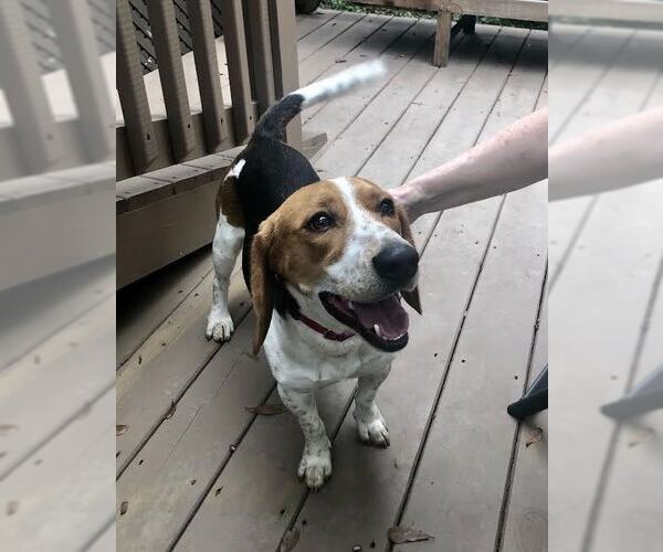 Medium Photo #2 Beagle Puppy For Sale in Atlanta, GA, USA