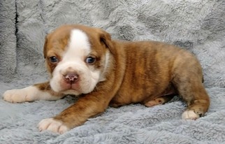 English Bulldog-Puggle Mix Puppy for sale in GARRETTSVILLE, OH, USA