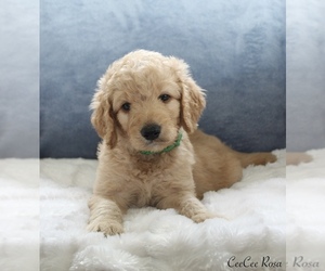 Goldendoodle Puppy for sale in CHERRY CREEK, NY, USA