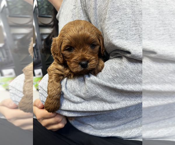 Medium Photo #1 Cavapoo (Miniature) Puppy For Sale in KALAMAZOO, MI, USA