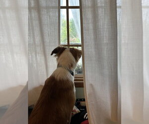 Chigger - Female Collie-Unknown Mix Dog for Adoption - Photo #2