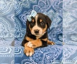 Small Photo #4 Greater Swiss Mountain Dog Puppy For Sale in AIRVILLE, PA, USA