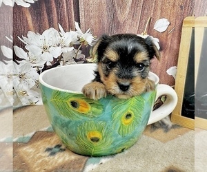 Yorkshire Terrier Puppy for sale in CASSVILLE, MO, USA