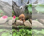 Puppy 3 Bloodhound