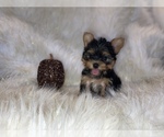 Small Photo #4 Yorkshire Terrier Puppy For Sale in HAYWARD, CA, USA