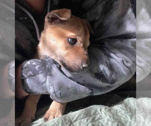 Medium Photo #3 Mutt Puppy For Sale in Dana Point, CA, USA