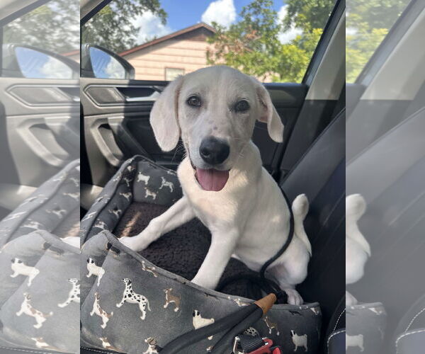 Medium Photo #1 Great Pyrenees-Unknown Mix Puppy For Sale in Houston, TX, USA
