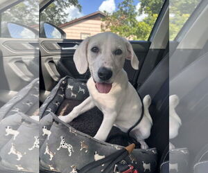 Great Pyrenees-Unknown Mix Dogs for adoption in Houston, TX, USA