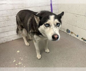 Siberian Husky Dogs for adoption in San Bernardino, CA, USA