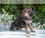 Small Photo #16 German Shepherd Dog Puppy For Sale in GRABILL, IN, USA