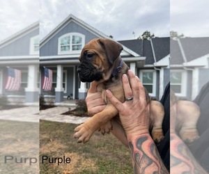 Cane Corso Puppy for sale in BROOKSVILLE, FL, USA