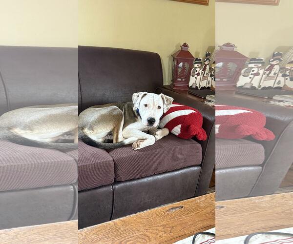 Medium Photo #3 Bullypit Puppy For Sale in Coralville, IA, USA