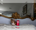 Small #8 Chihuahua