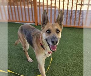 German Shepherd Dog-Unknown Mix Dogs for adoption in Las Vegas, NV, USA