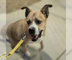 Mutt Dogs for adoption in Las Vegas, NV, USA