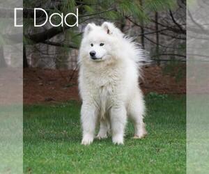 Father of the Samoyed puppies born on 04/27/2021