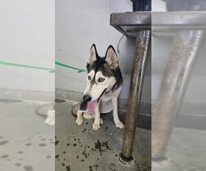 Siberian Husky Dogs for adoption in Camarillo, CA, USA