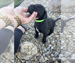 Puppy Neon Green Mastador