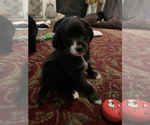 Small Photo #4 Cockeranian Puppy For Sale in VANCOUVER, WA, USA