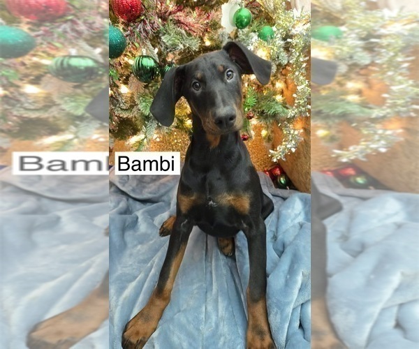 Medium Photo #4 Doberman Pinscher Puppy For Sale in POMEROY, OH, USA
