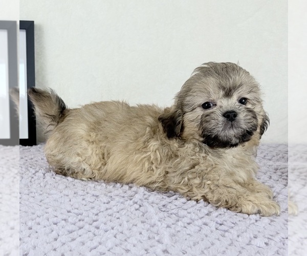 Medium Photo #4 Shih-Poo Puppy For Sale in INDIANAPOLIS, IN, USA