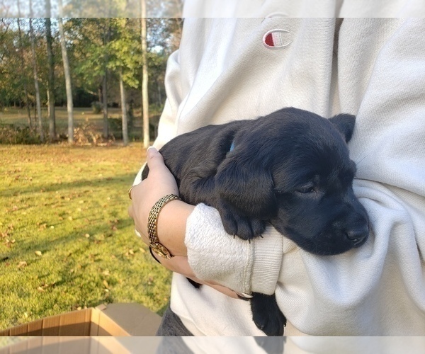 Medium Photo #19 Labrador Retriever Puppy For Sale in FAYETTEVILLE, GA, USA