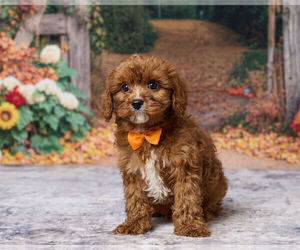 Cavapoo (Miniature) Puppy for sale in DUNDEE, OH, USA