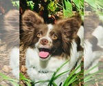 Small Photo #1 Beagle-Papillon Mix Puppy For Sale in SARASOTA, FL, USA