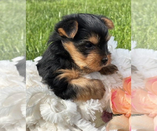 Medium Photo #6 Yorkshire Terrier Puppy For Sale in ROCK STREAM, NY, USA