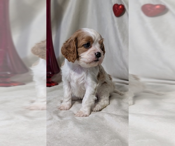 Medium Photo #25 Cavalier King Charles Spaniel Puppy For Sale in GOSHEN, IN, USA