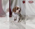 Small #11 Cavalier King Charles Spaniel